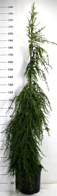 Hemlock – Tsuga canadensis 'Pendula' - C18 150-175 cm.