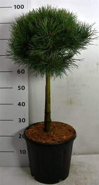 Tall – Pinus sylvestris 'Watereri' - C13 40 cm. Stam
