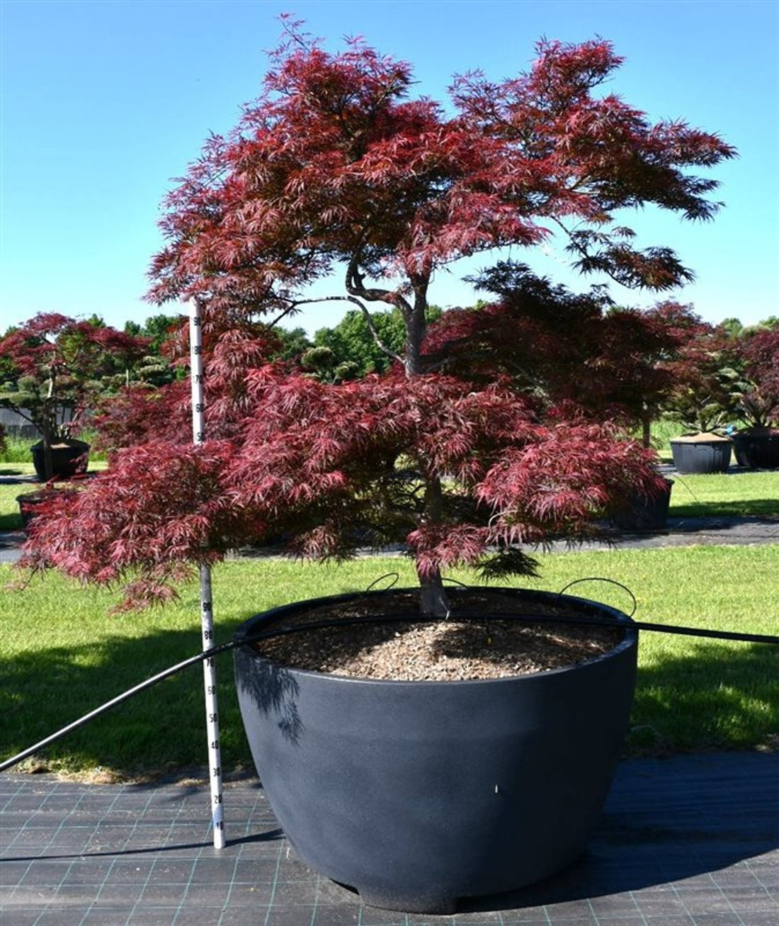 Japansk lönn – Acer palmatum &