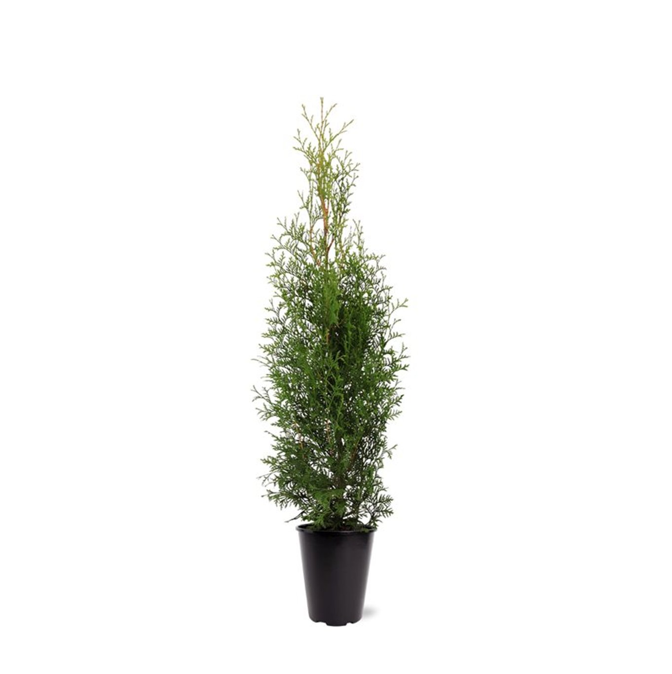 Thuja – Thuja occidentalis 'King of Brabant' - C5 80-100 CM