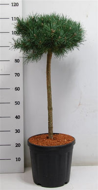 Tall – Pinus sylvestris 'Martham' - C25 60 cm. Stam