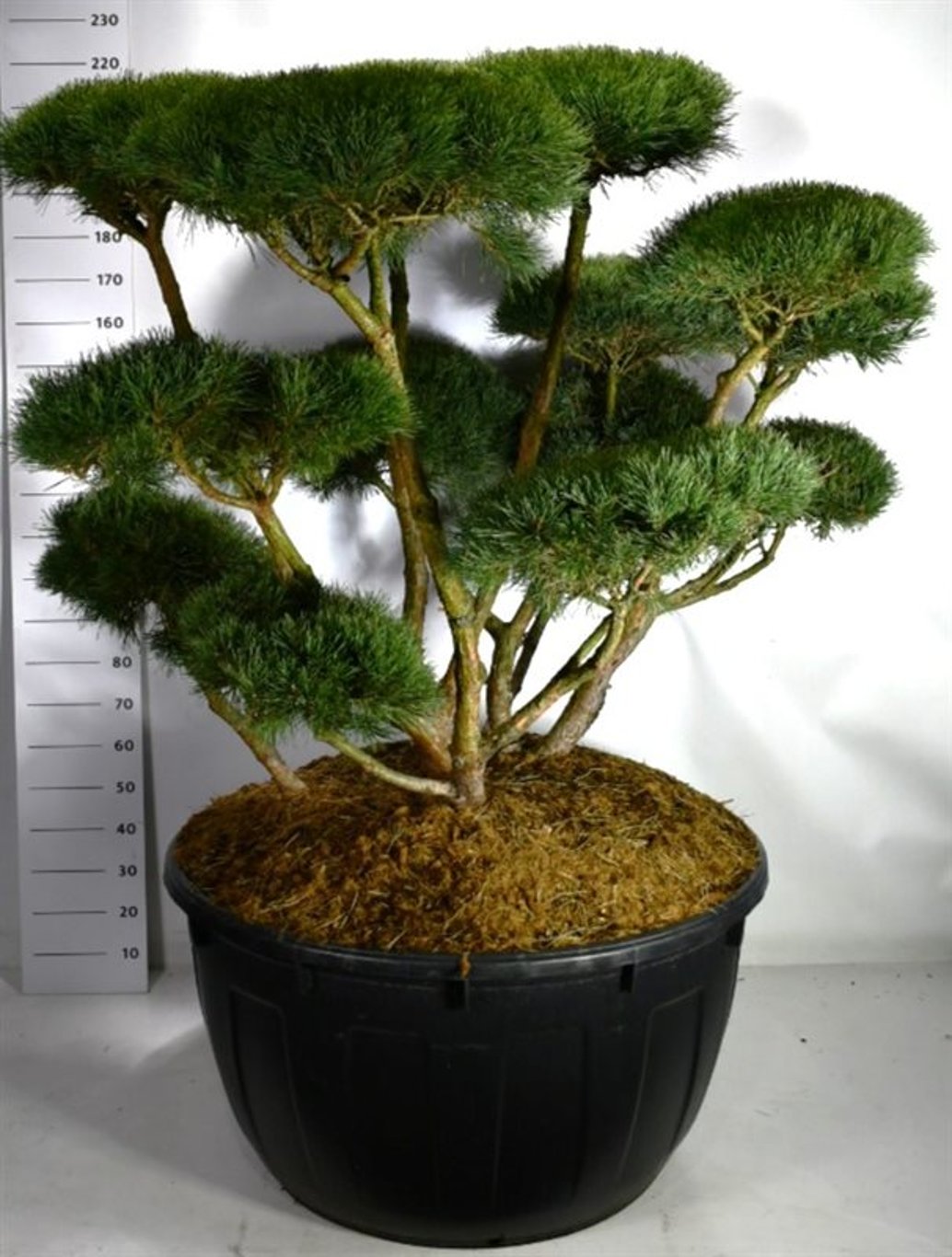Tall – Pinus sylvestris &