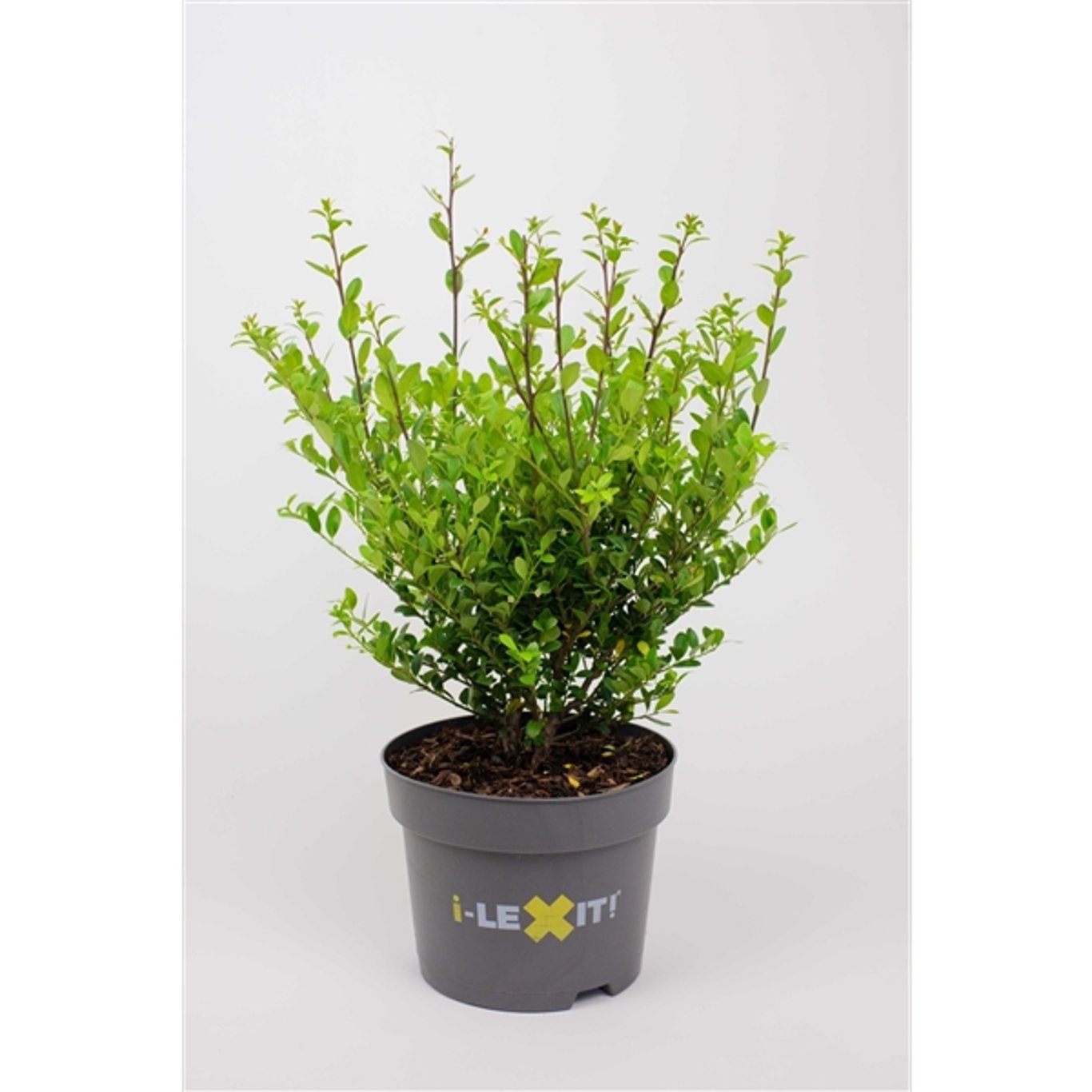 Japansk järnek – Ilex crenata 'Dark Green'® - C2 20-30 CM
