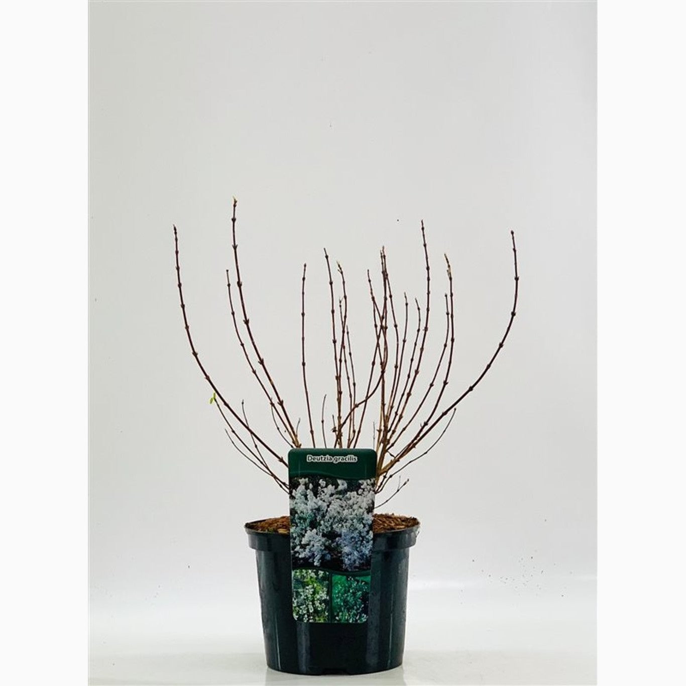 Isört – Delosperma 'Graaf Reinet' - C5 40/+ CM