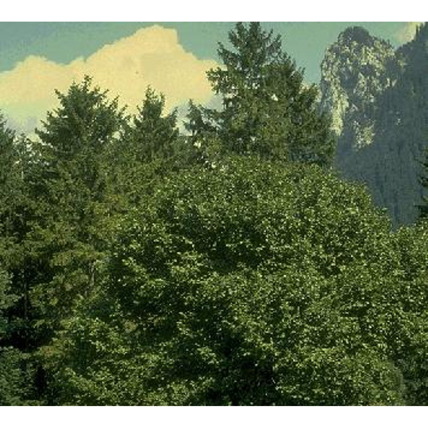 Hassel – Corylus avellana - C25 8/10  200 CM Stem