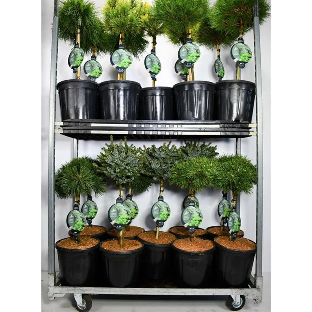 Barrväxtblandning – Coniferen Mix - 40 CM Stem C12