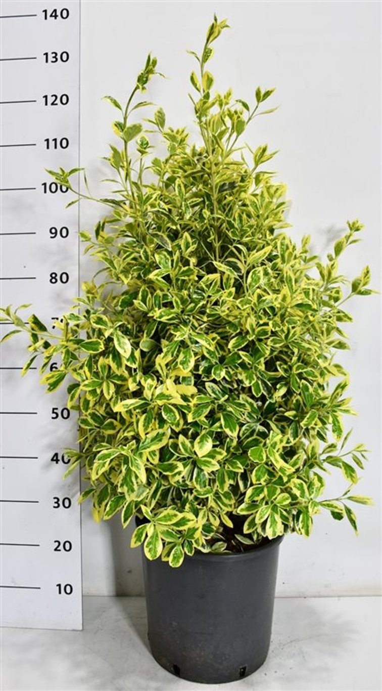 Japansk benved – Euonymus japonicus &
