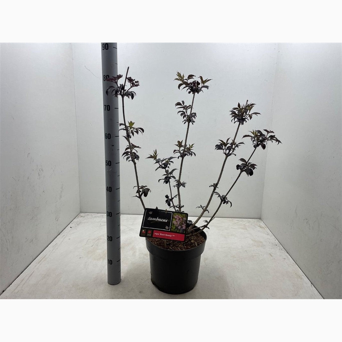 Fläder – Sambucus nigra 'Black Beauty'® - C7,5