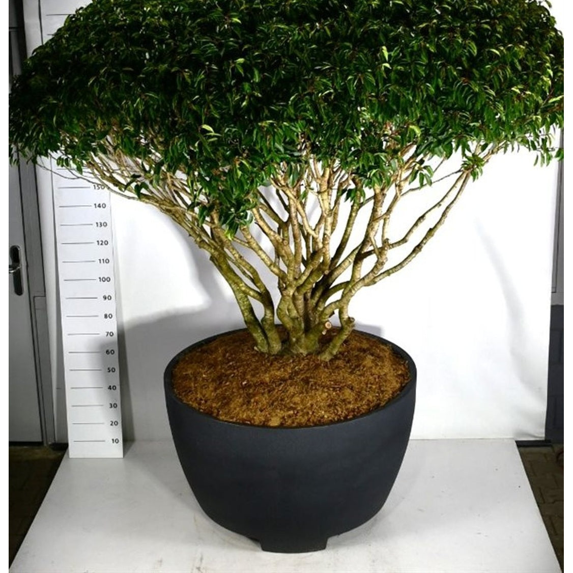 Portugisisk lagerhägg – Prunus lusitanica - C 670 Decopot 250-275 cm. Parasol