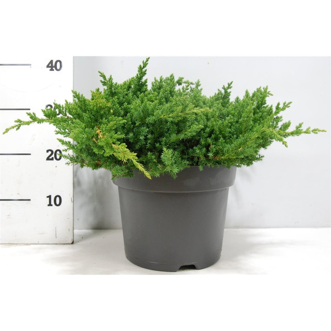 Kryp-en – Juniperus procumbens 'Nana' - C7.5 40-50 CM