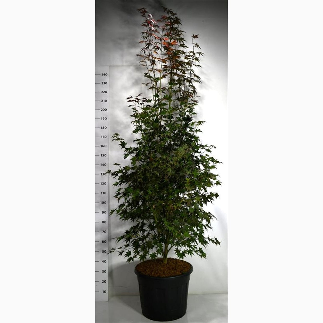 Japansk lönn – Acer pal. 'Bloodgood' - C70 200-225 CM