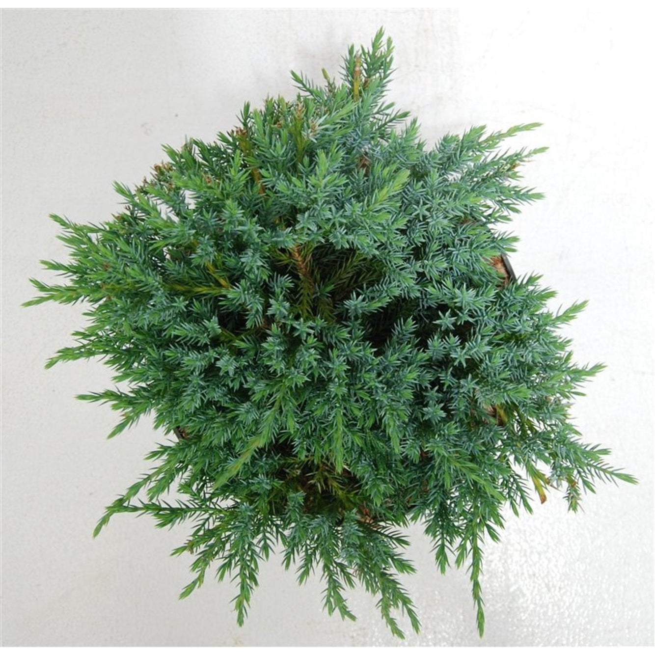 Himalaya-en – Juniperus squamata 'Blue Carpet' - C5 30-40 cm.