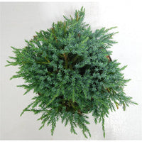 Himalaya-en – Juniperus squamata 'Blue Carpet' - C5 30-40 cm.