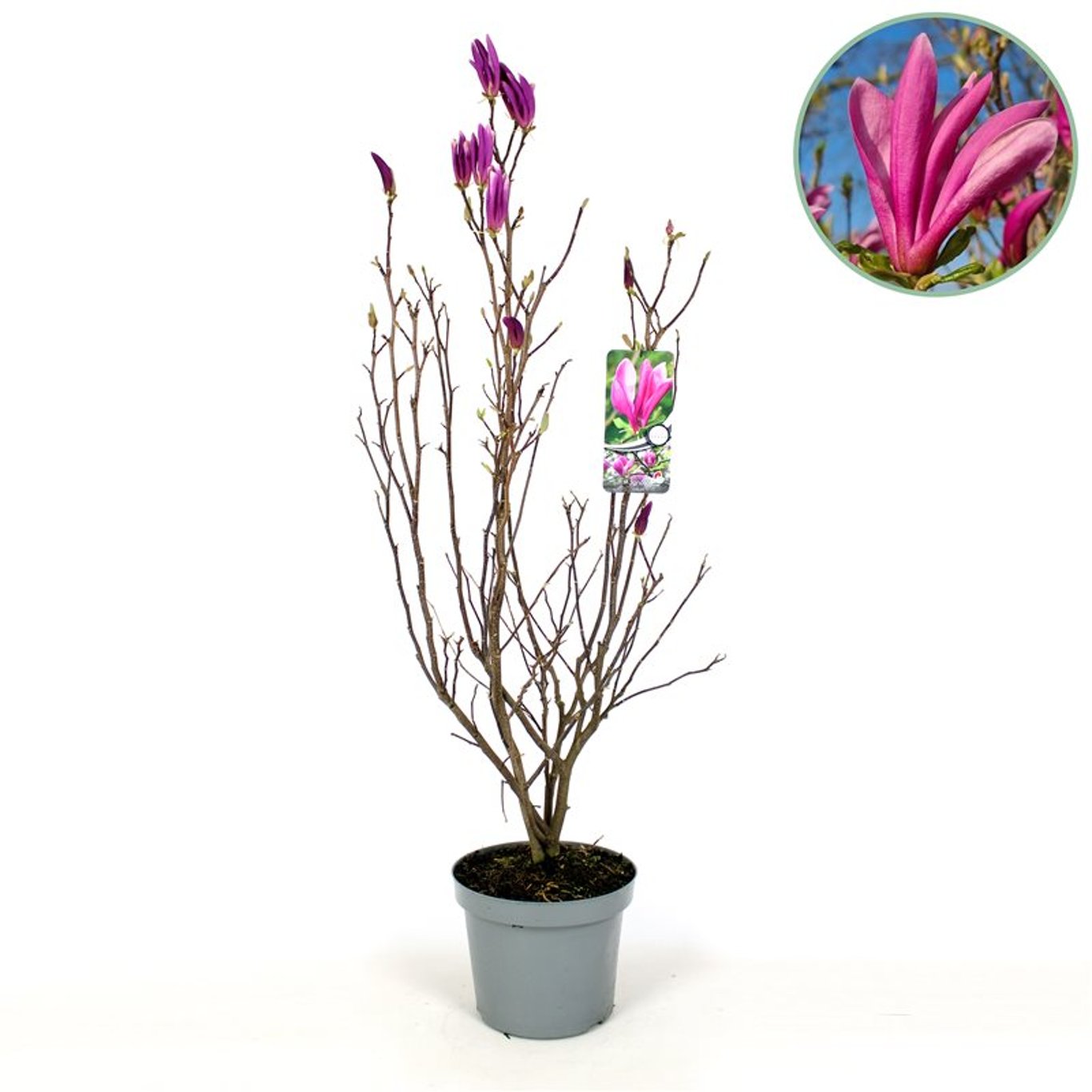 Magnolia – Magnolia 'Susan' - C7.5 80-100 CM