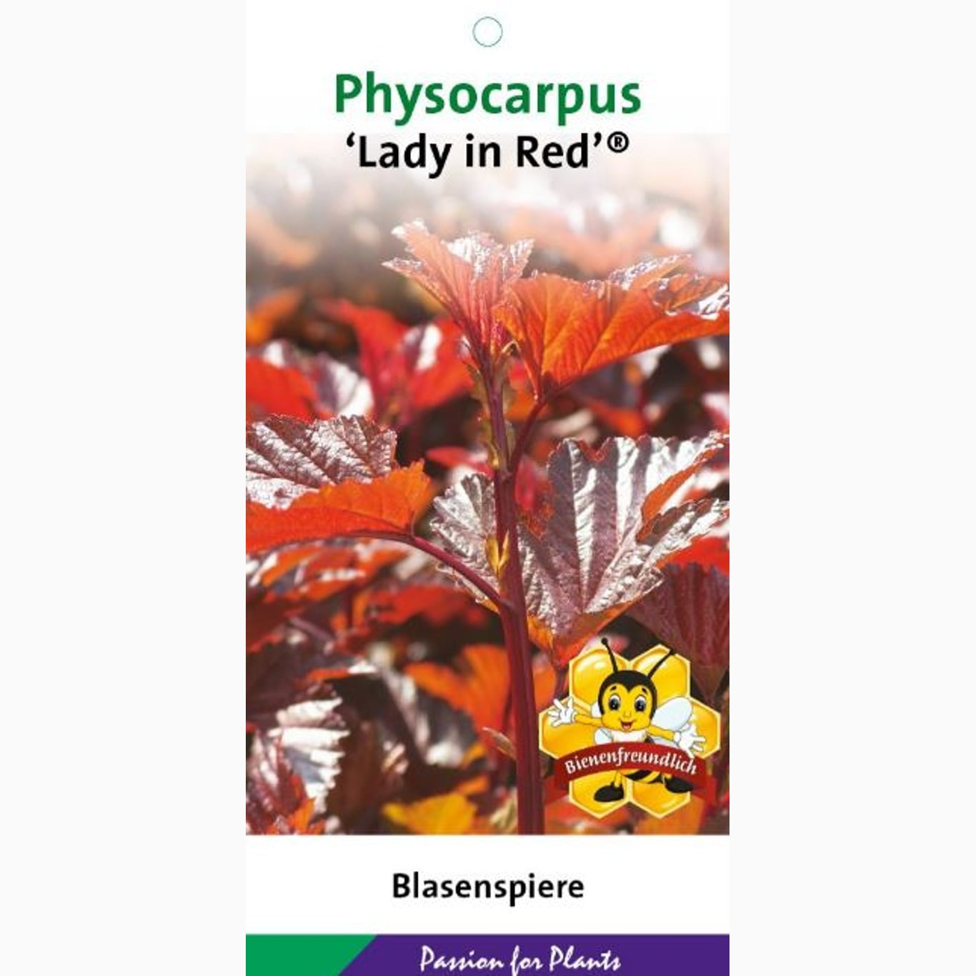 Smällspirea – Physocarpus opulifolius 'Lady in Red'® - C3 40-50 CM
