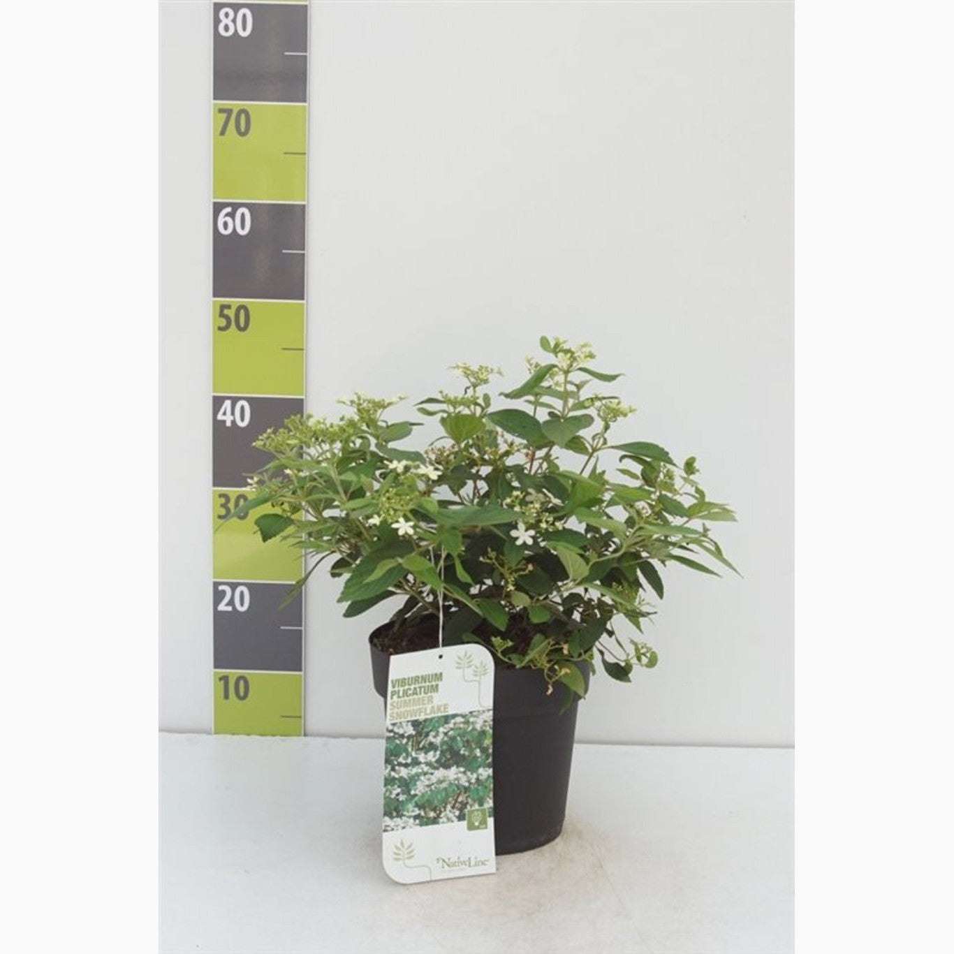 Japanskt olvon – Viburnum plicatum 'Summer Snowflake' - C4,6 40-60 CM