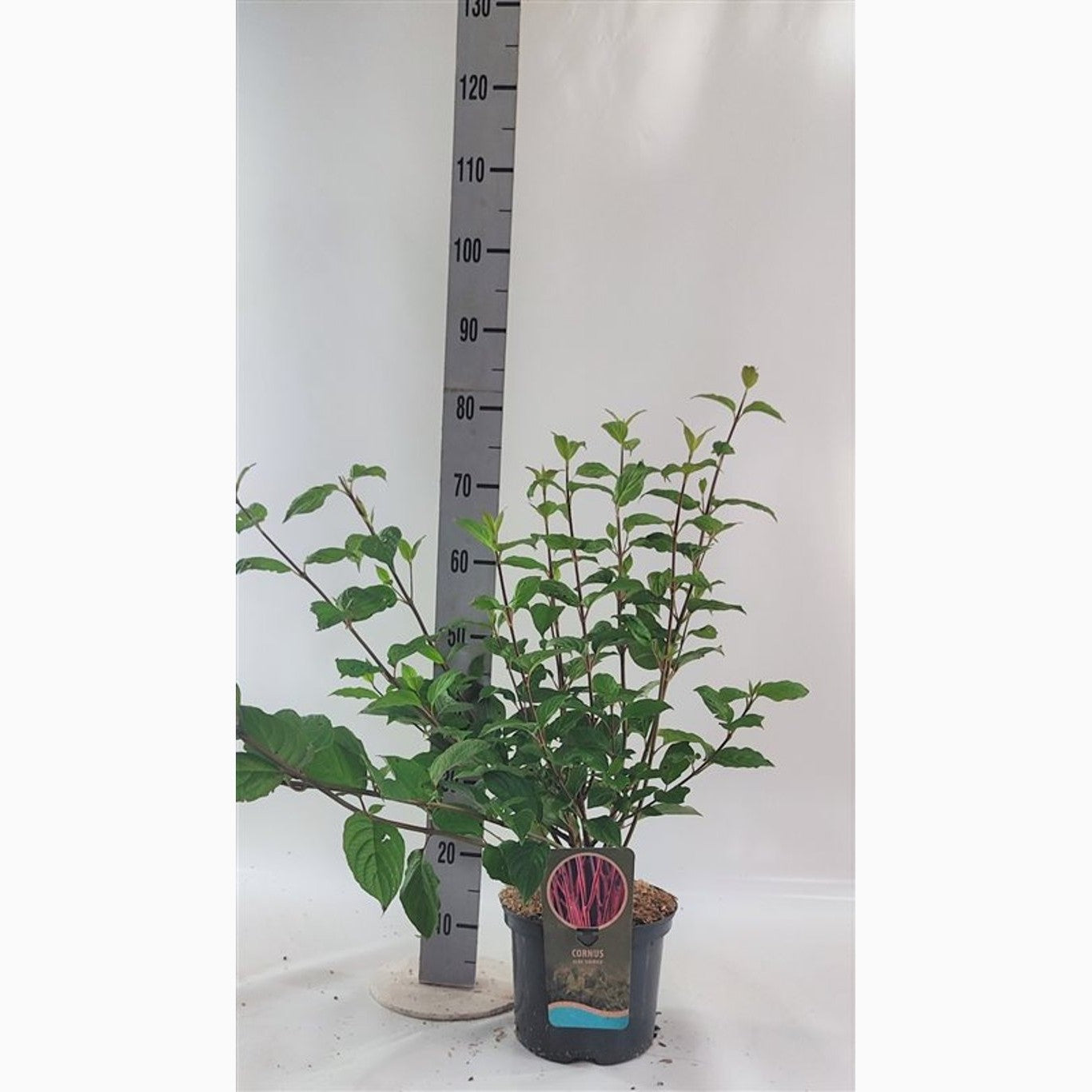 Kornell – Cornus alba 'Sibirica' - C5 40-60 CM