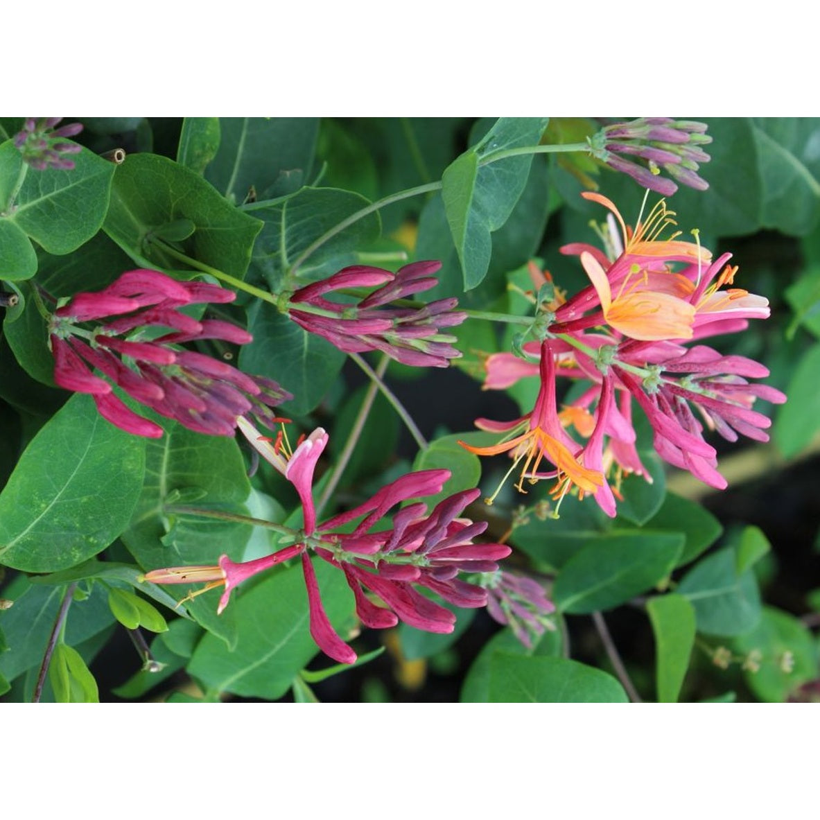 Kaprifol – Lonicera heckrottii 'American Beauty' - C2 50-60 CM 3 Stick