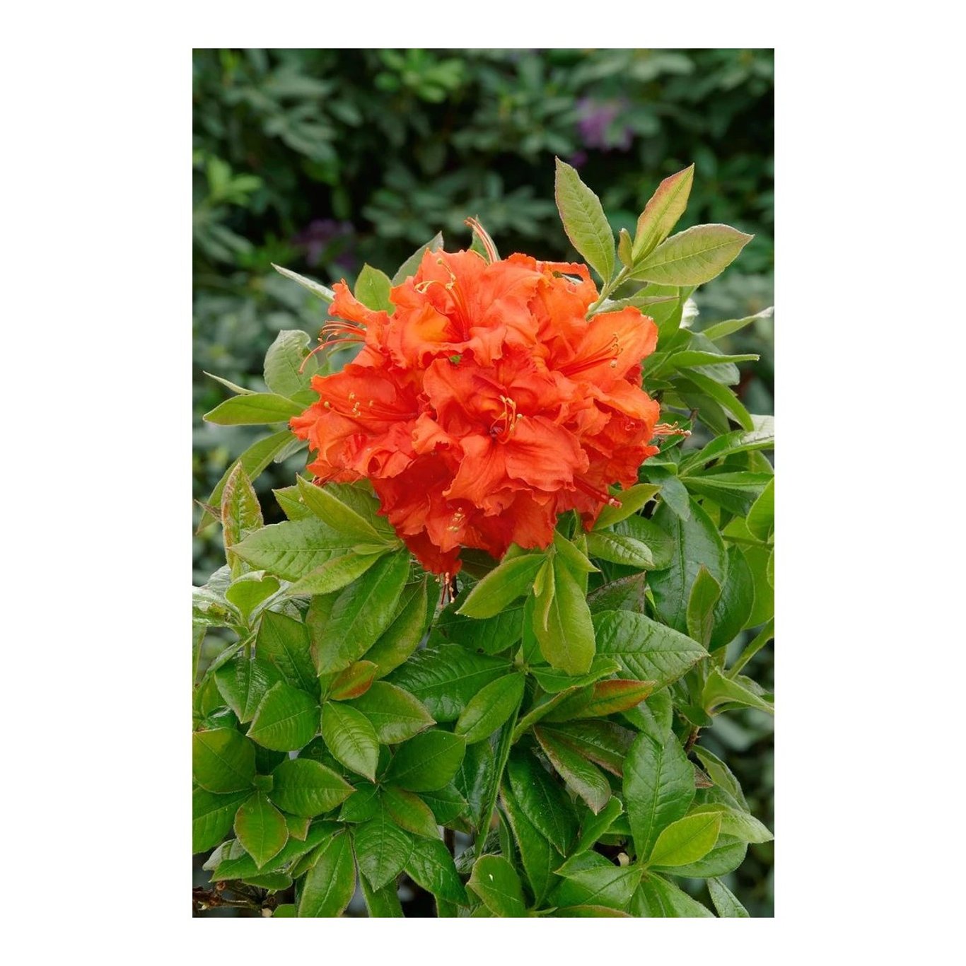 Rhododendron – Rhododendron (AK); 'Gibraltar' - C5 40-50 CM