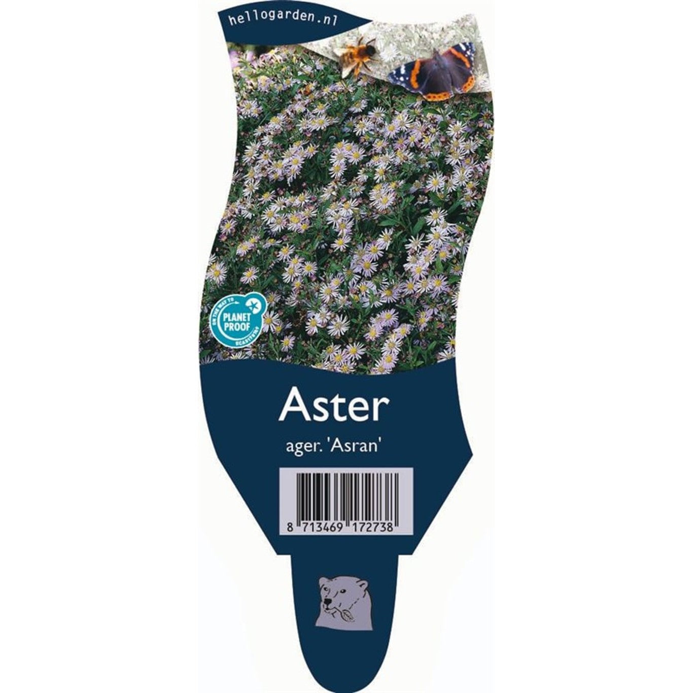 Höstaster – Aster ageratoides 'Asran' - P11