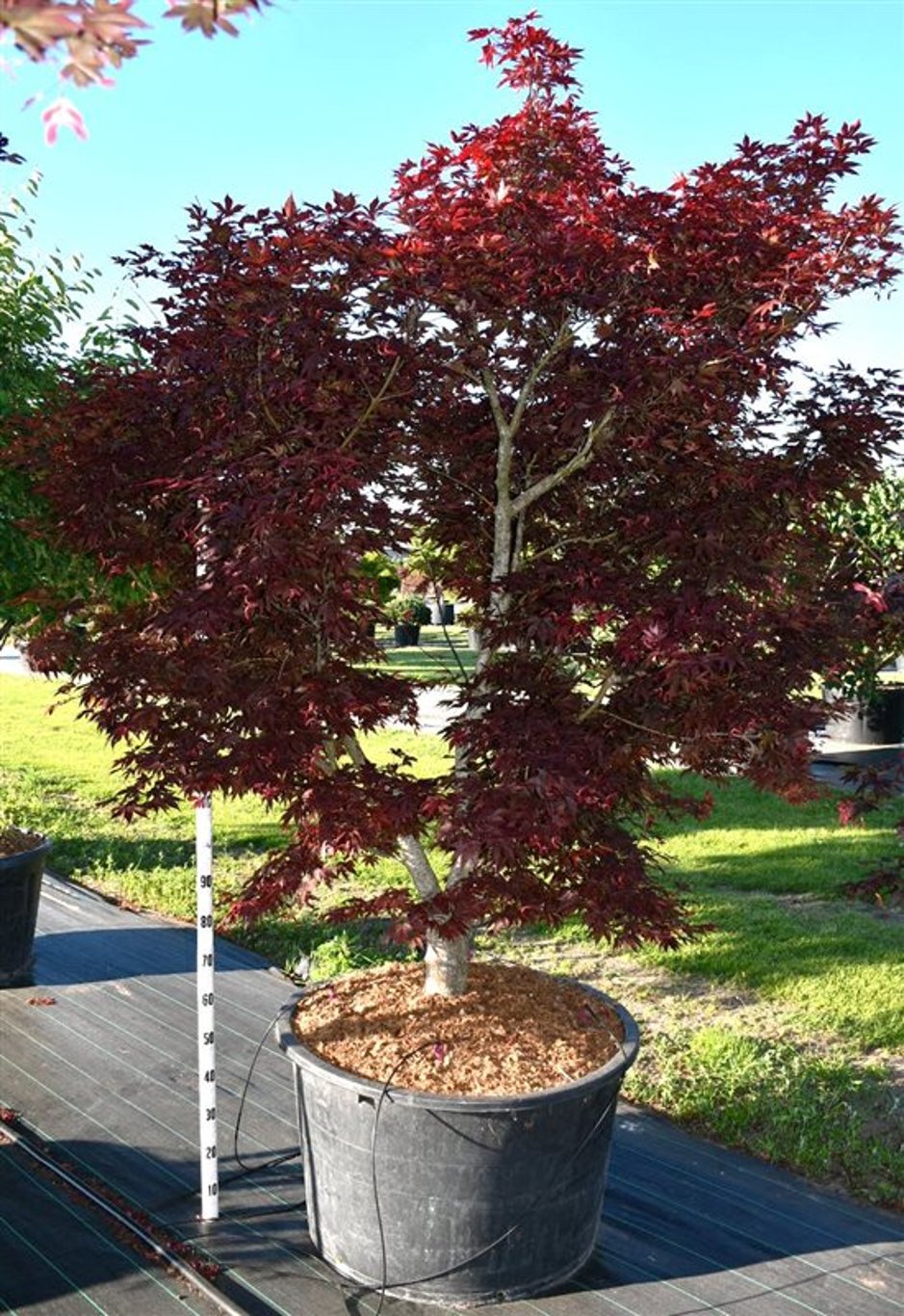 Japansk lönn – Acer palmatum &
