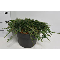 Matta-en – Juniperus horizontalis 'Icee Blue' - C7.5 30-40 cm.