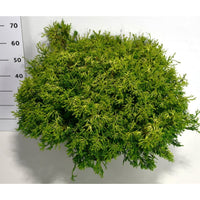 Ädelcypress – Chamaecyparis obtusa 'Gitte' - C25 80-90 cm.