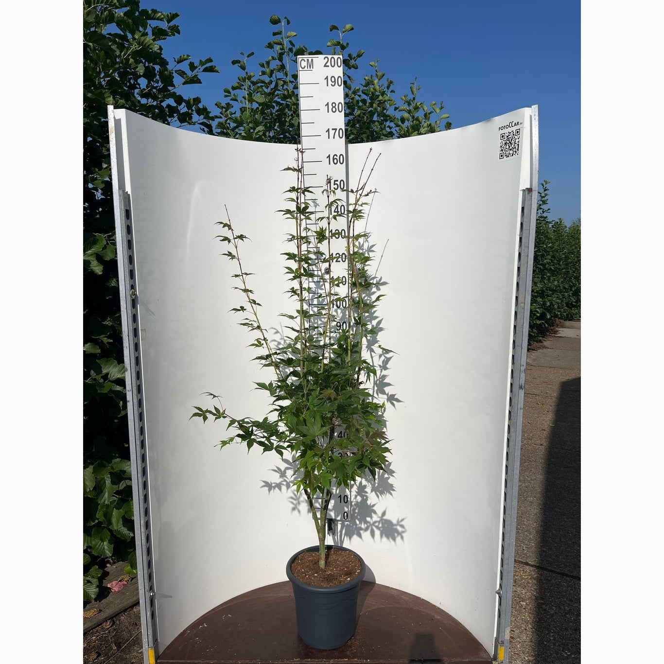 Japansk lönn – Acer pal. 'Osakazuki' - C15 100-125 CM