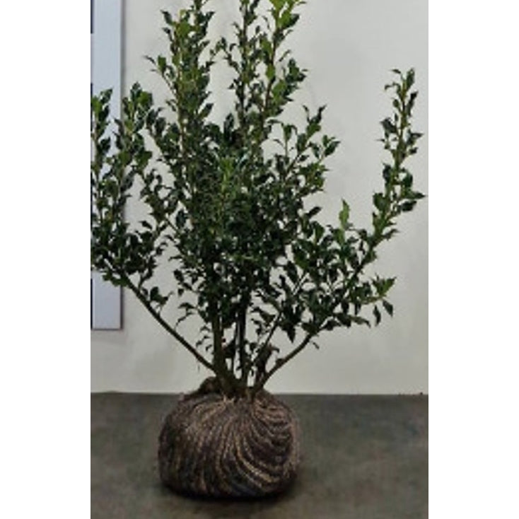 Blå järnek – Ilex meservae 'Blue Prince' - 50-60 CM RB