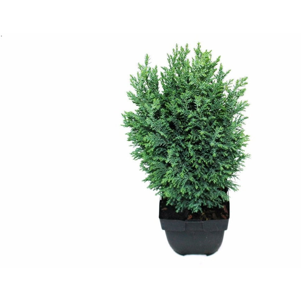 Ädelcypress – Chamaecyparis lawsoniana 'Ellwoodii' - C2