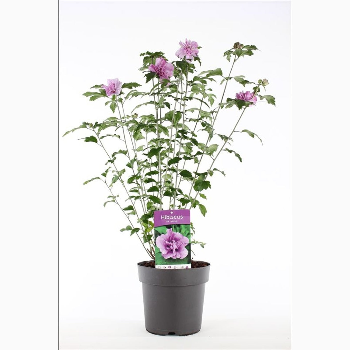 Hibiskus – Hibiscus syriacus 'Ardens' - C5