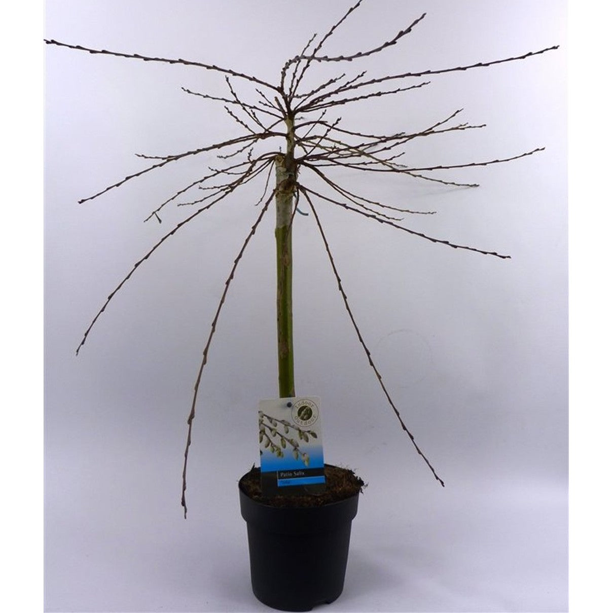 Krypvide – Salix repens 'Iona' - 40 CM Stem Cont.