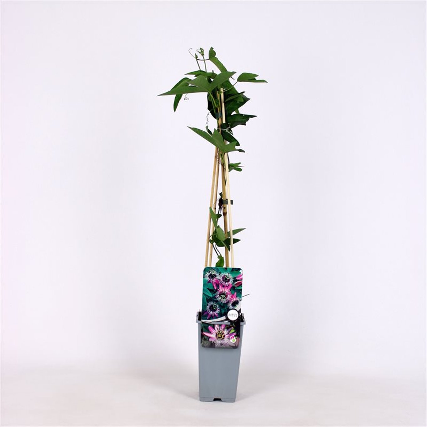 Passionsblomma – Passiflora violacea 'Victoria' - C2 70/+ CM