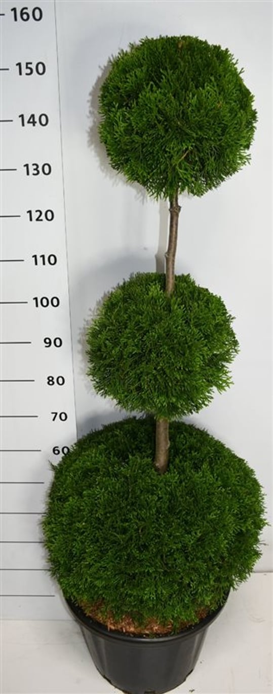 Thuja – Thuja occidentalis &