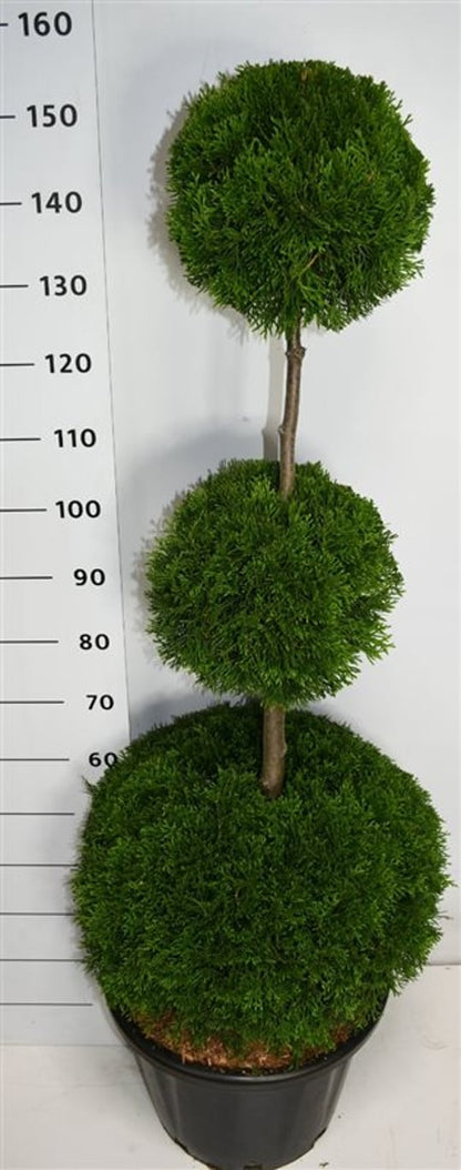 Thuja – Thuja occidentalis &