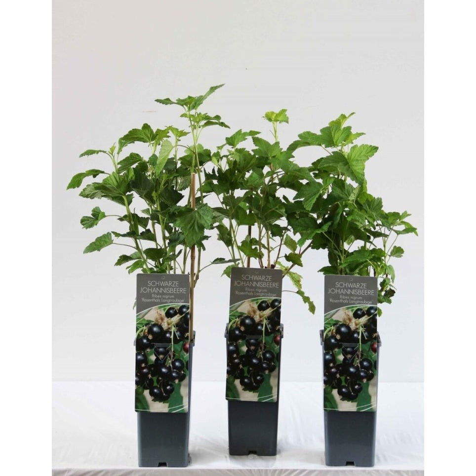 Svartvinbär – Ribes nigrum 'Rosenthal' - C2 30-40 CM