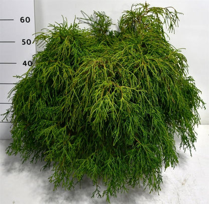 Ädelcypress – Chamaecyparis pisifera &