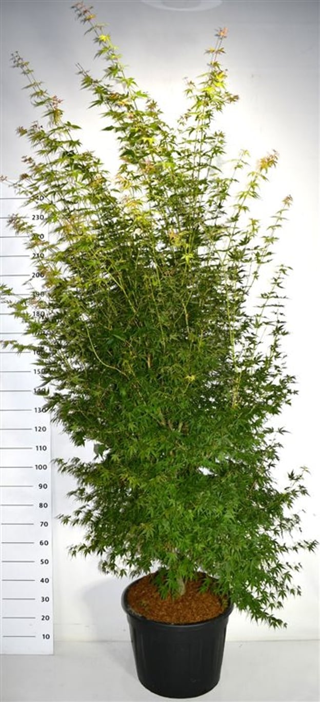 Japansk lönn – Acer palmatum 'Katsura' - C70 200-225 cm.