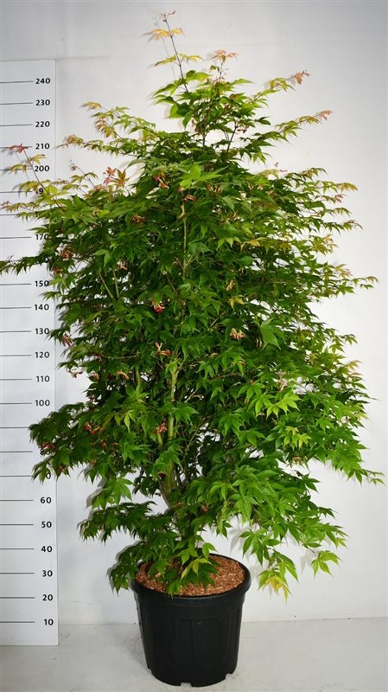 Japansk lönn – Acer palmatum &