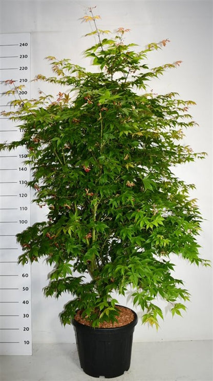 Japansk lönn – Acer palmatum &