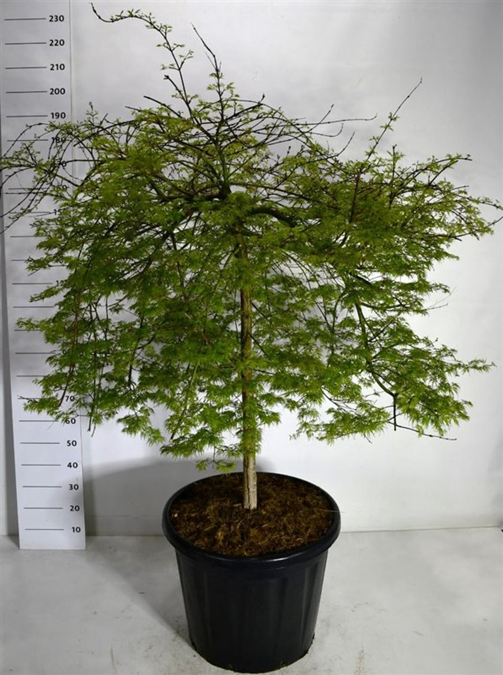 Japansk lönn – Acer palmatum &