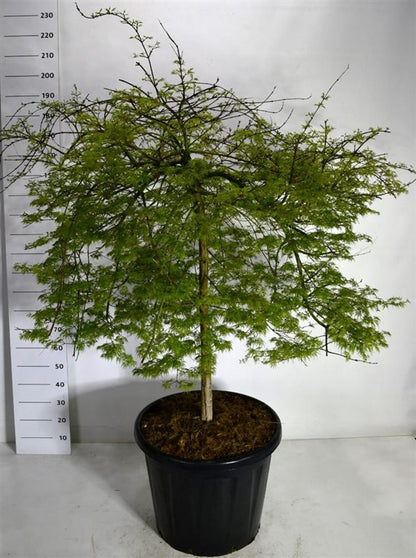 Japansk lönn – Acer palmatum &