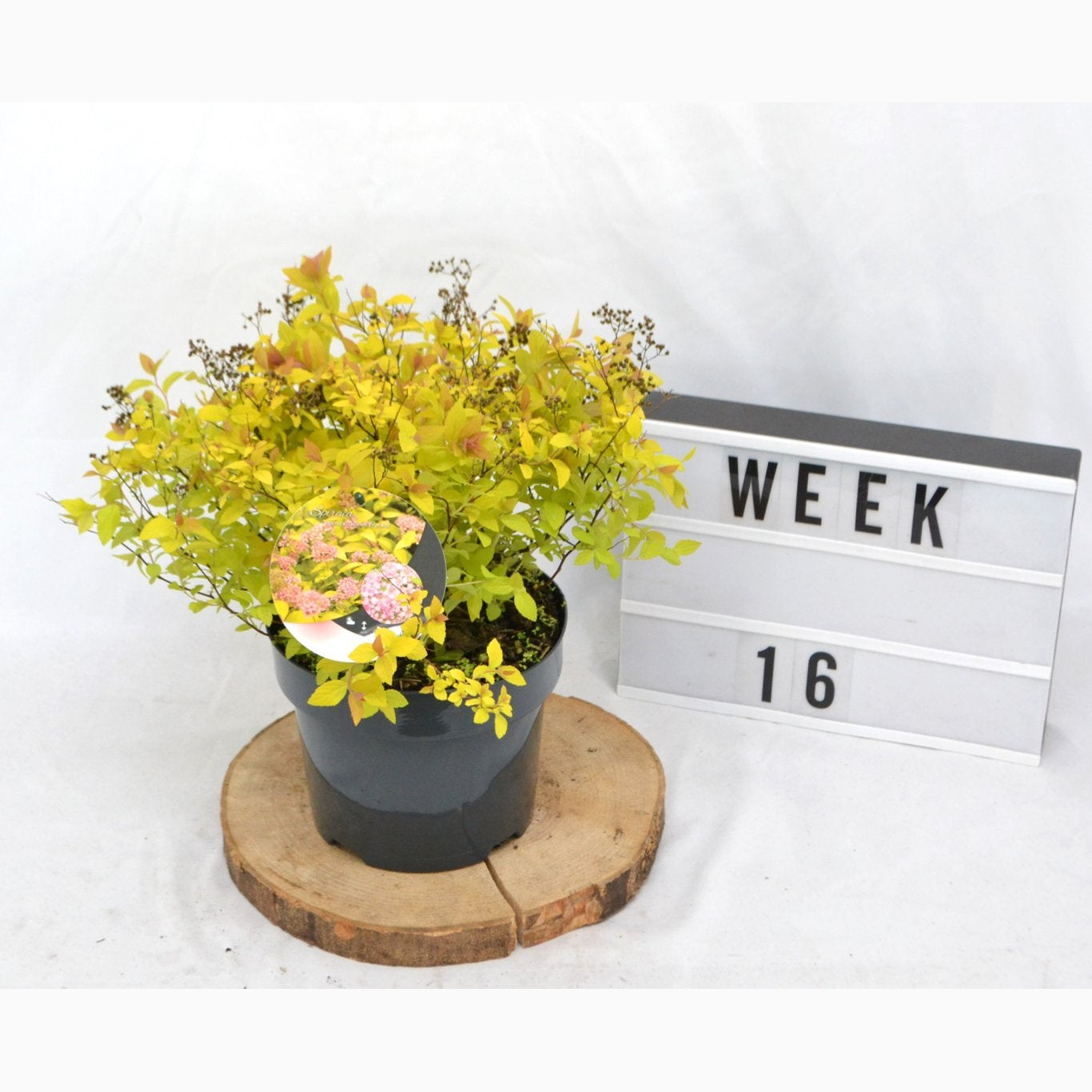 Praktspirea – Spiraea japonica 'Golden Princess' - C3 20-40 CM