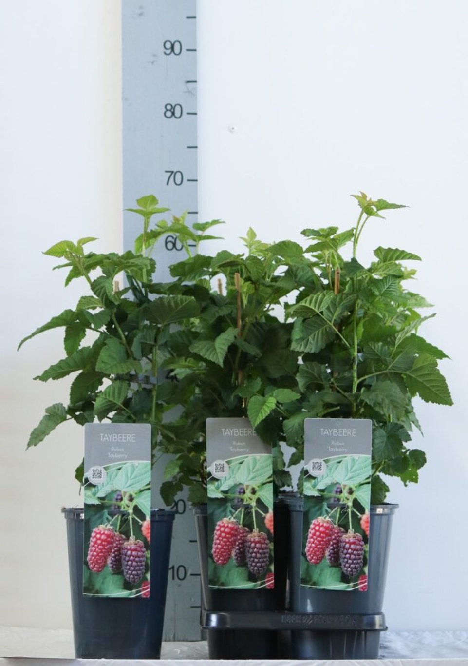 Taybär – Rubus 'Medena Tayberry' - C3 40-60 CM