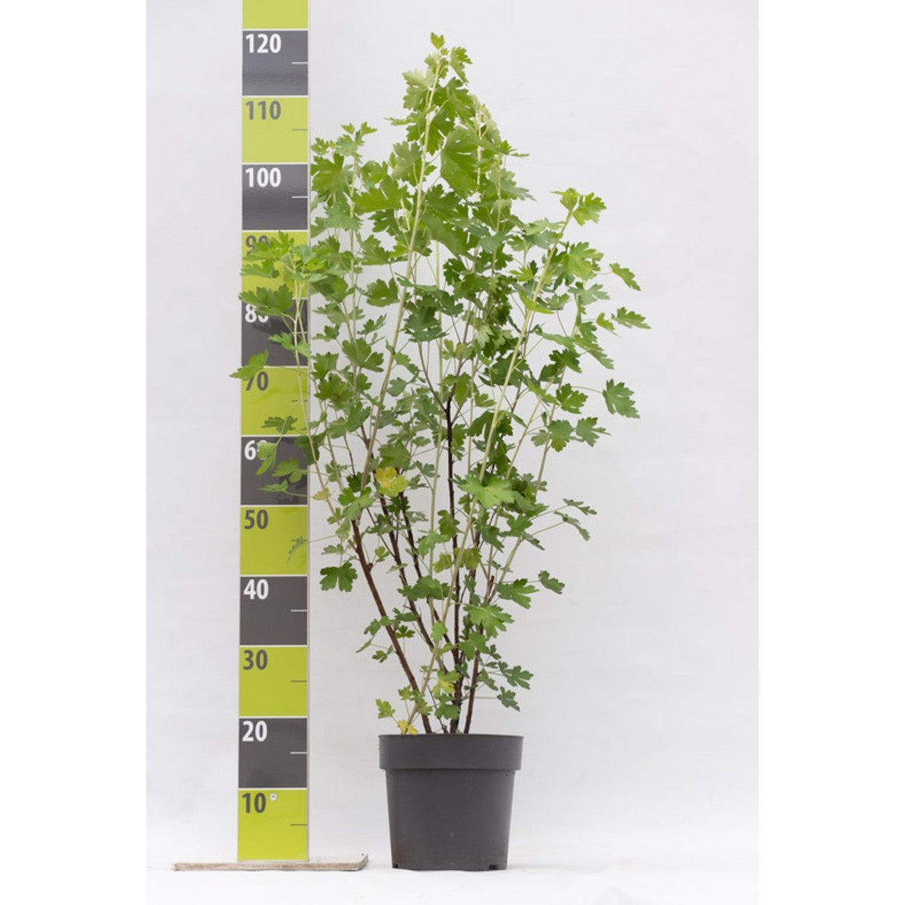 Gullrips – Ribes aureum - C4,6 50-60 CM