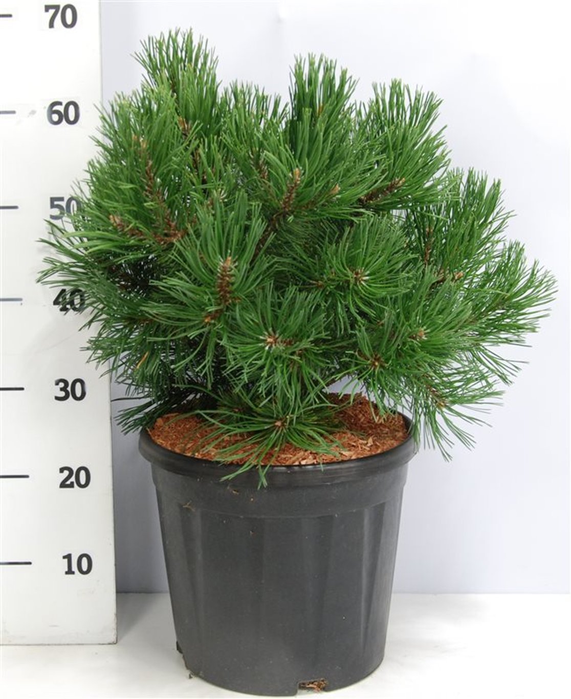 Bergtall – Pinus mugo &