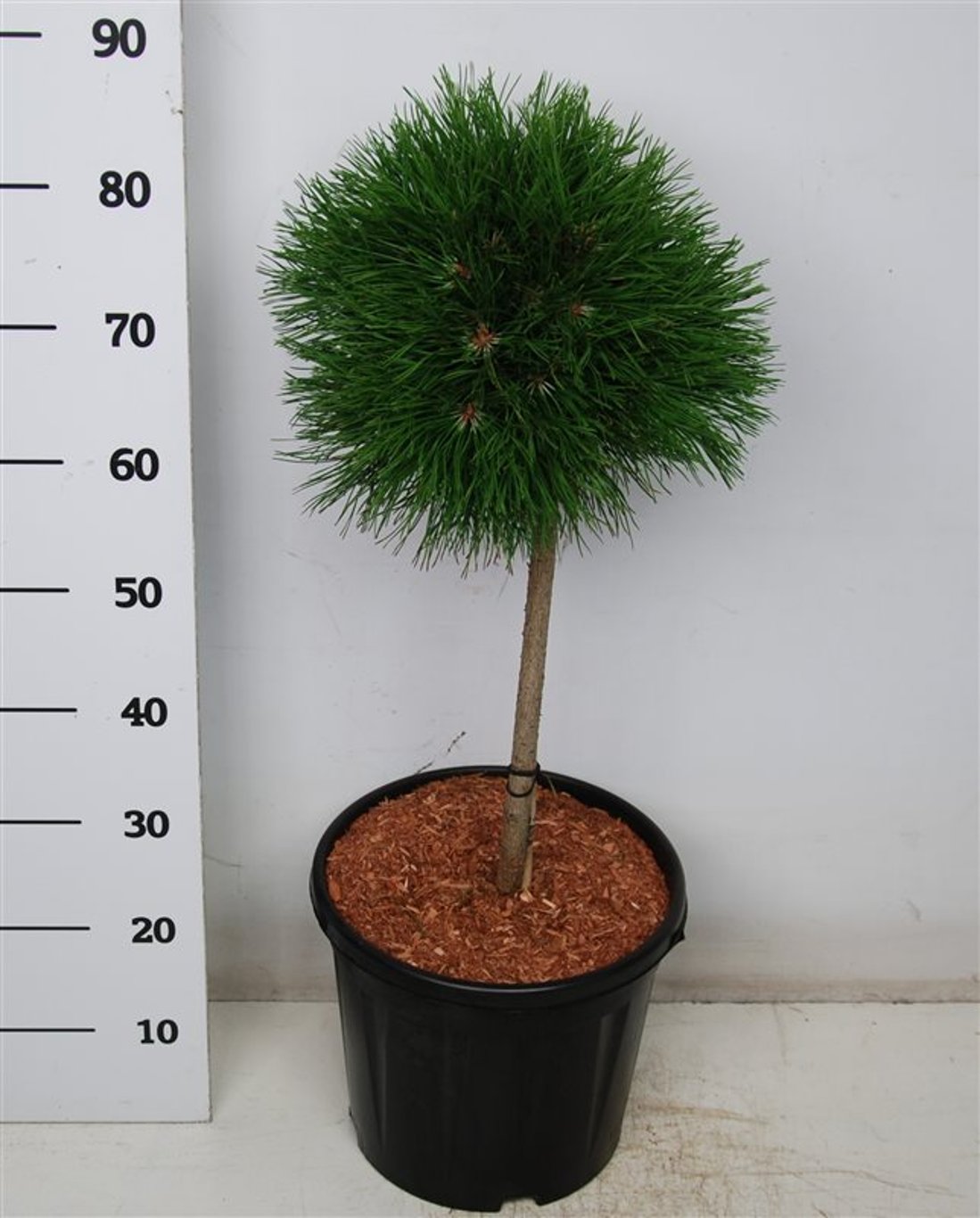 Bergtall – Pinus mugo &