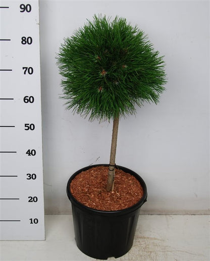 Bergtall – Pinus mugo &
