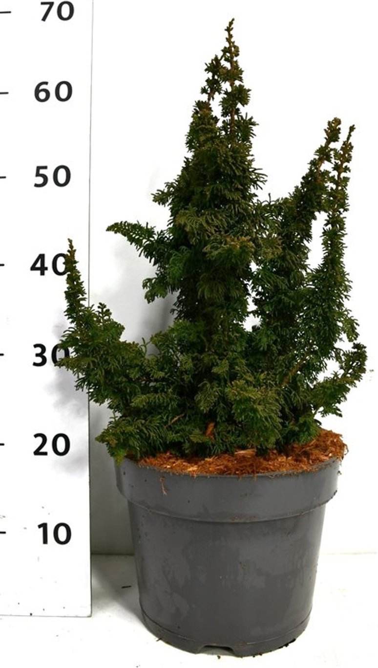 Thuja – Thuja occidentalis &