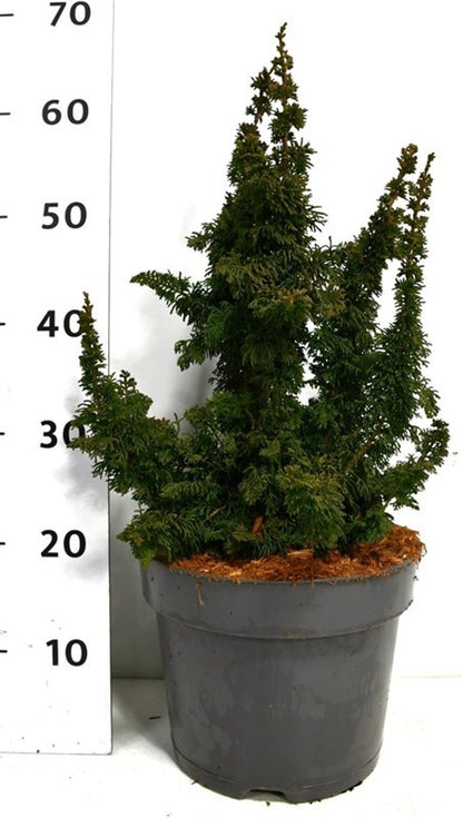 Thuja – Thuja occidentalis &